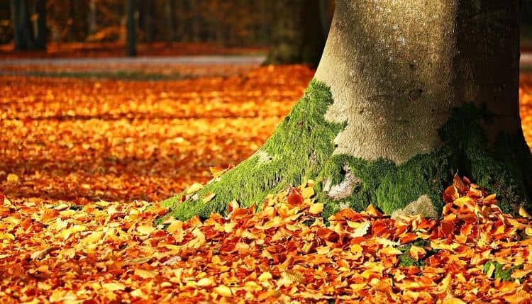 Herbsttees